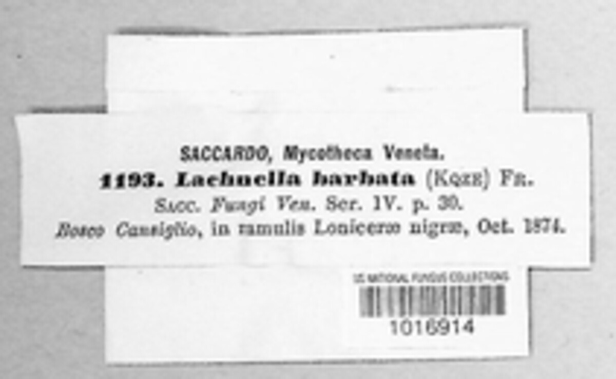 Lachnella barbata var. barbata image